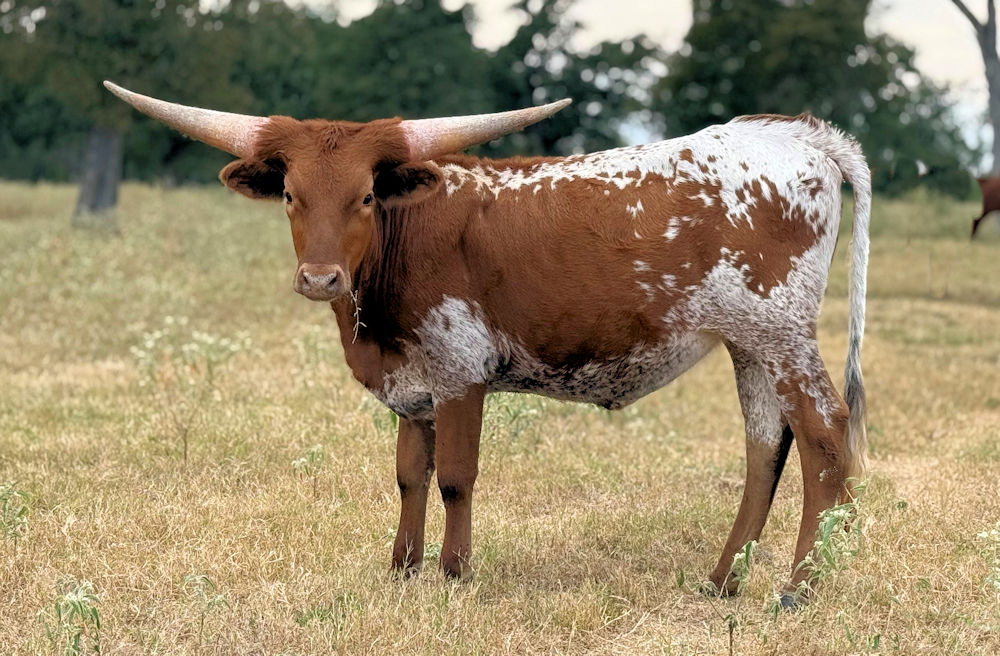 Texas Longhorn heifer - JT Patriot Pecan Praline