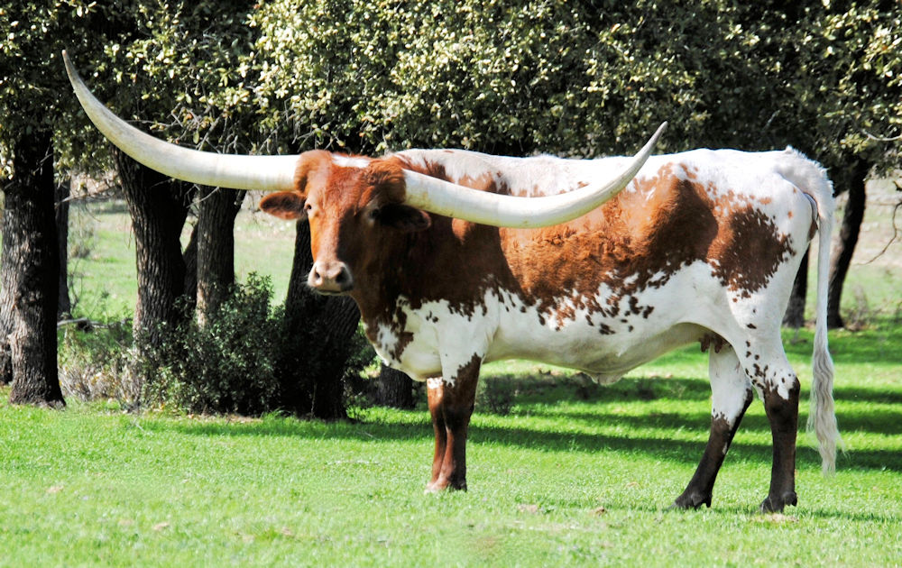 Texas Longhorn Cow - JT Pecan Pie