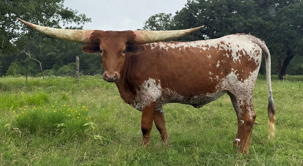 Texas Longhorn heifer - JT Patriot Pecan Praline