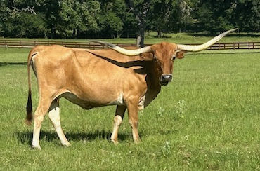 Texas Longhorn Brood Cow - TC Tiera Mi Sue