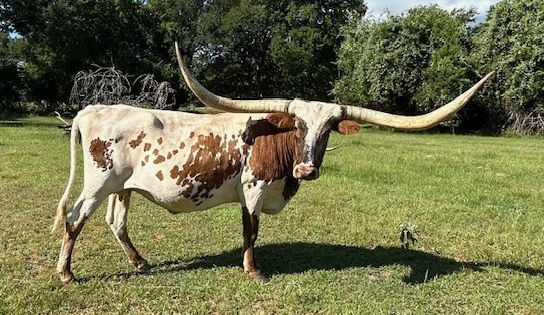 Texas Longhorn Brood Cow - TC Vanna Jo