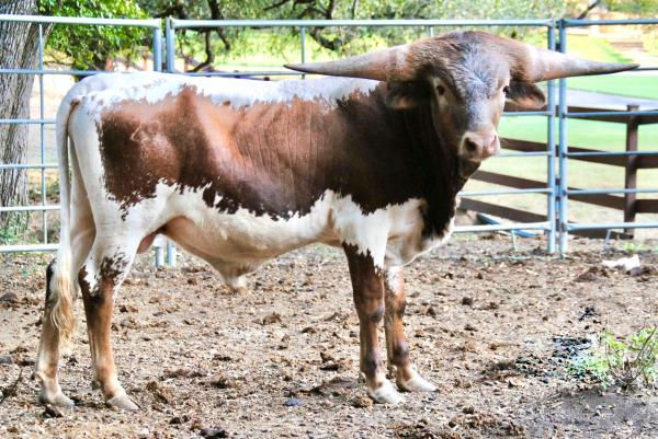 Texas Longhorn Herd Sire - Golden Storm