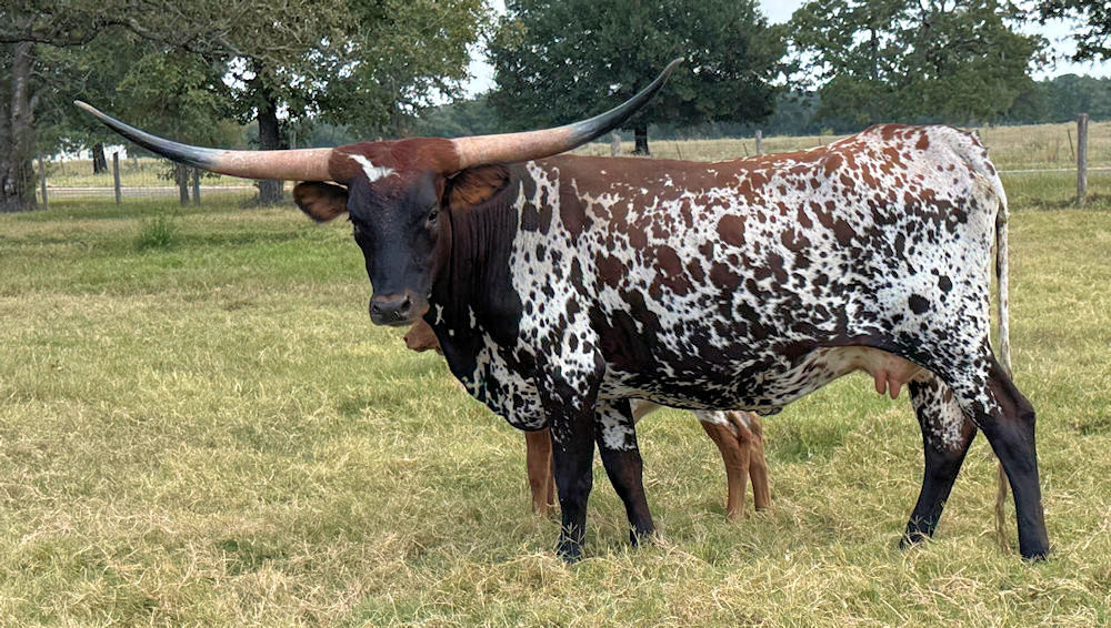 Texas Longhorn heifer - JT Wild Indigo Crush