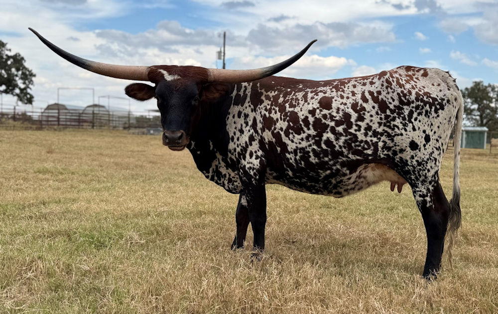 Texas Longhorn brood cow - JT Wild Indigo Crush