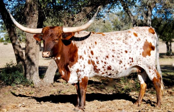 Texas Longhorn brood cow - JT Wildflower