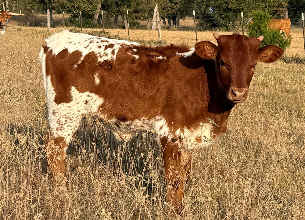 Texas Longhorn Heifer Calf - Wild Star