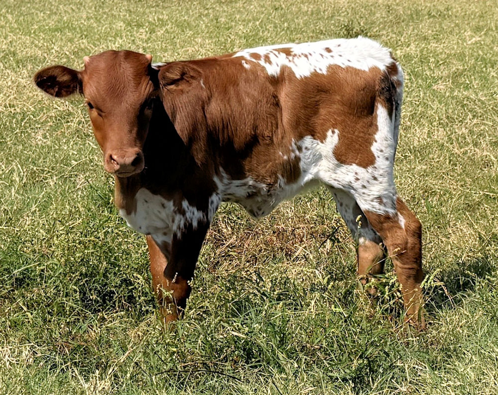 Texas Longhorn Heifer Calf - Wild Star