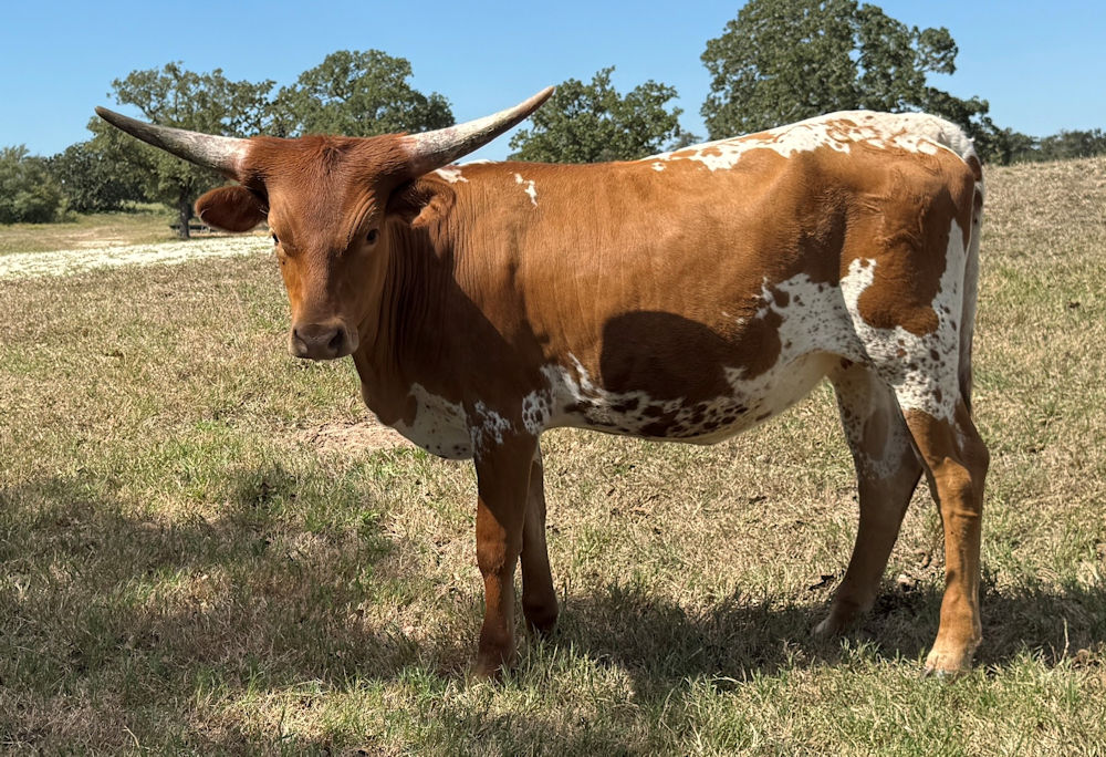 Texas Longhorn heifer - Wilde Star