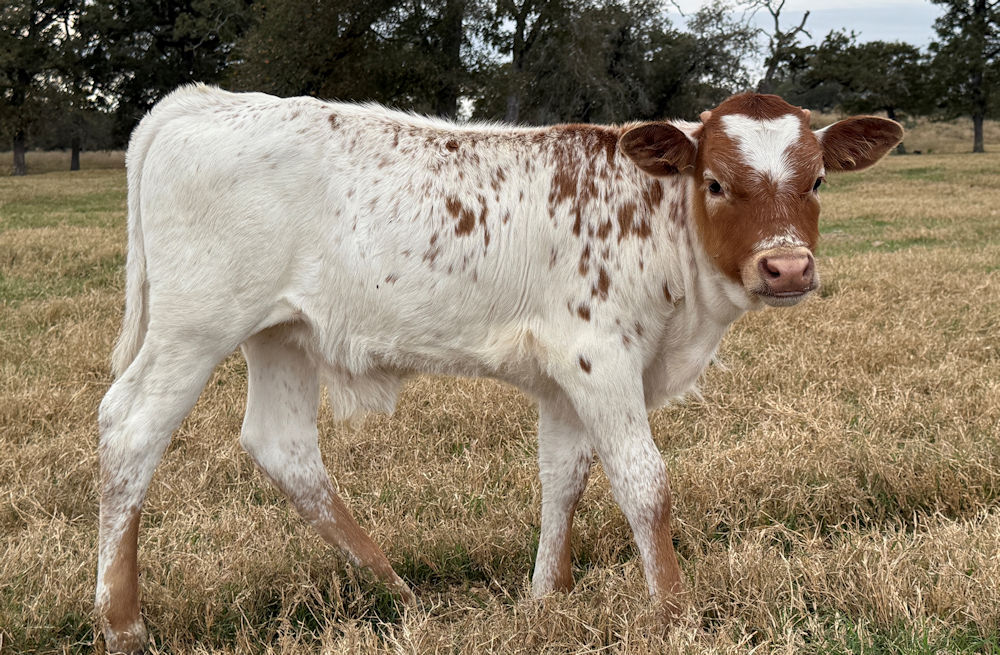 Texas Longhorn Bull calf - Case Iron Star