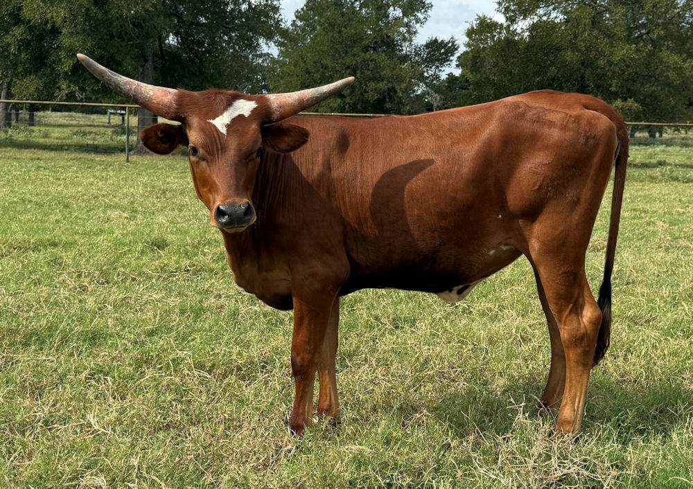 Texas Longhorn heifer - Coffee and Stars
