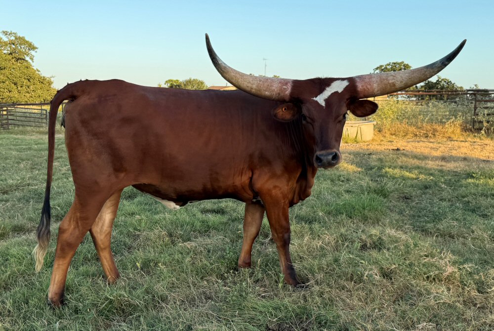 Texas Longhorn heifer - Coffee and Stars