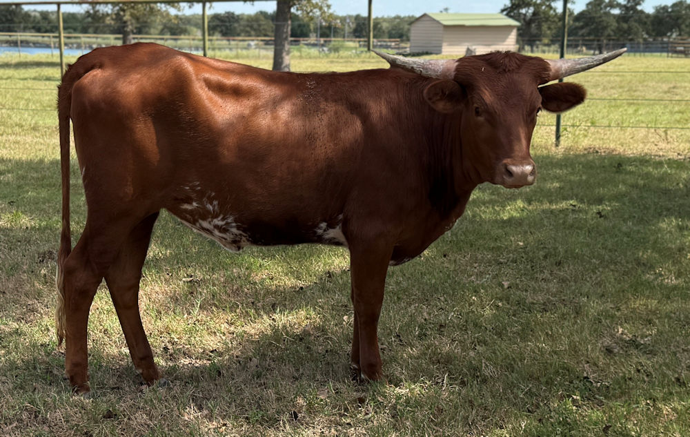 Texas Longhorn Heifer - Dynamic Motion of Stars