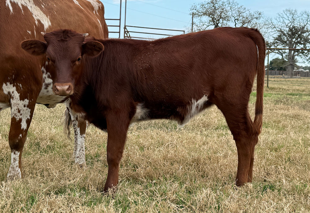 Texas Longhorn Heifer calf - Dynamic Motion of Stars
