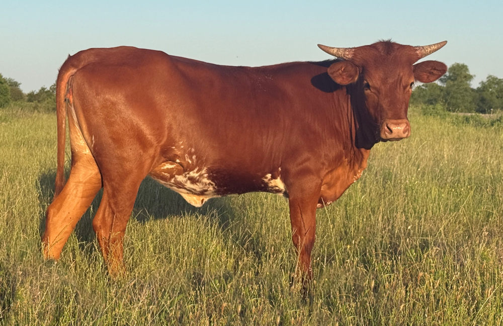 Texas Longhorn Heifer - Dynamic Motion of Stars