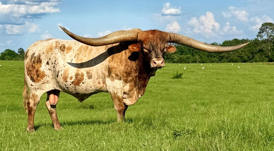 Texas Longhorn Herd Sire - M.C. Hanging' Tuff