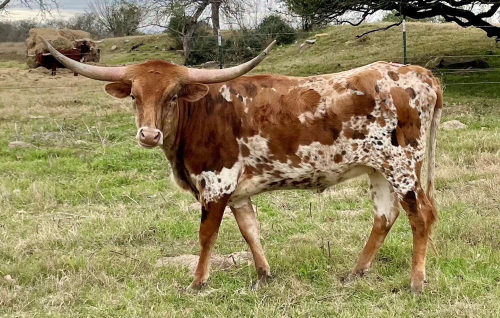 Texas Longhorn heifer - Riverforks Pale Face