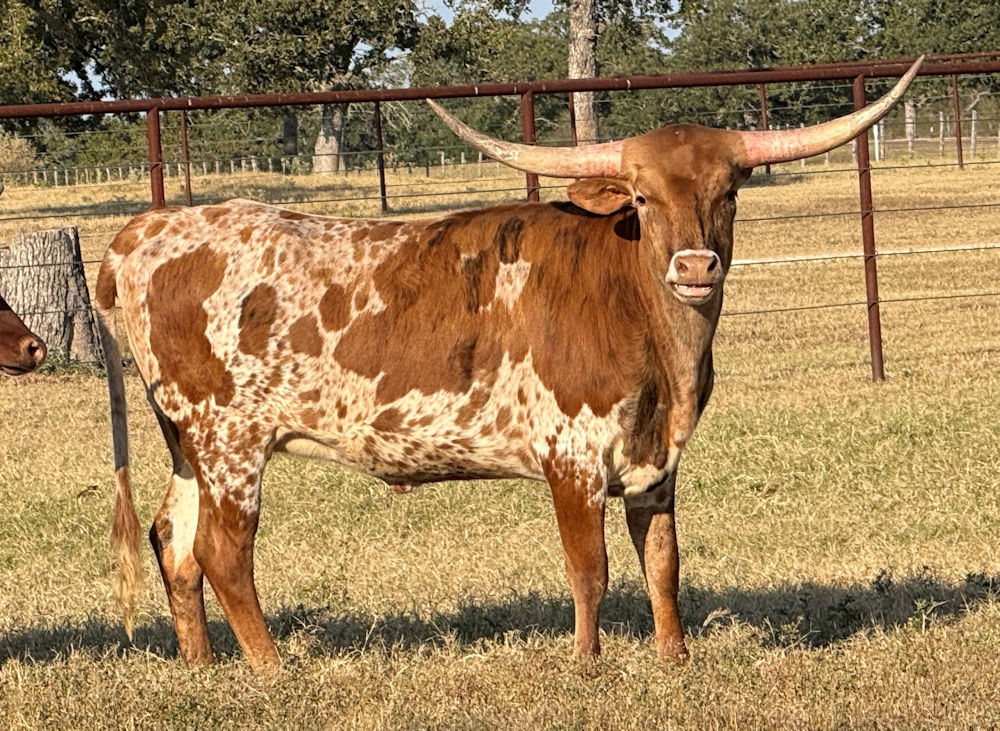 Texas Longhorn heifer - Riverforks Pale Face