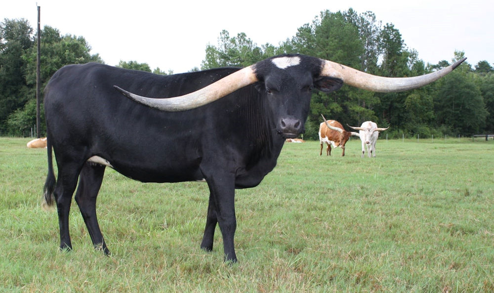 Texas Longhorn cow - Riverforks Smutbutt