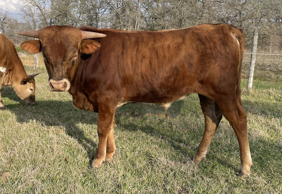 Texas Longhorn steer - Star Striker