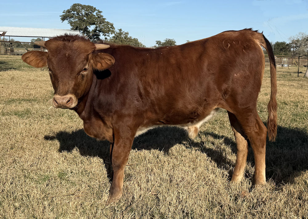 Texas Longhorn bull calf - Star Striker