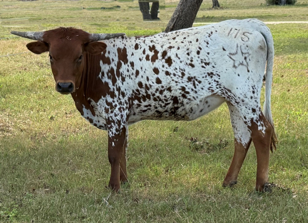 Texas Longhorn heifer - Rhinestones on Stars