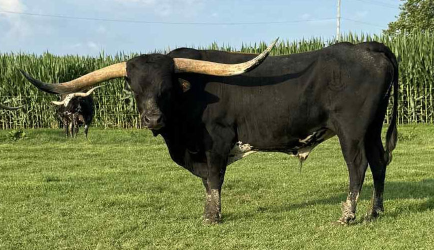 Texas Longhorn Herd Sird - DH Blackout