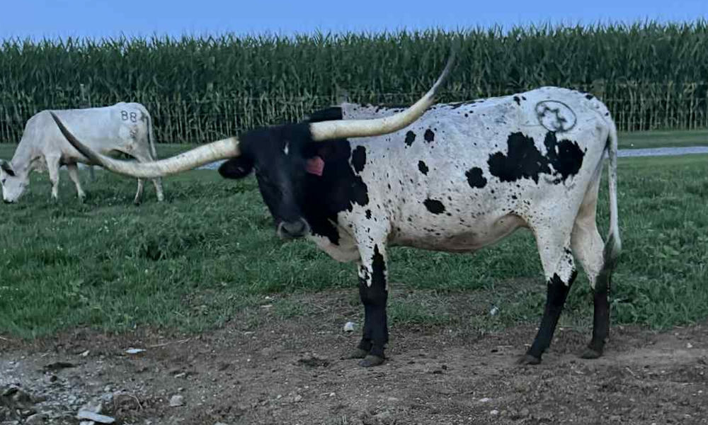 Texas Longhorn brood cow - JM Bonnie Parker