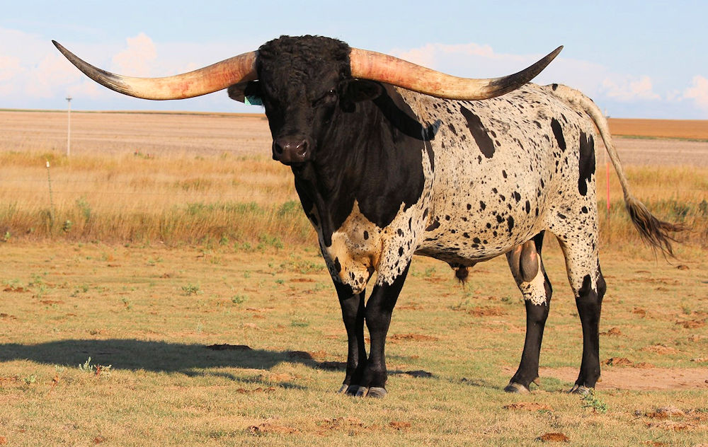 Texas Longhorn Herd Sire - Jest As Tuff