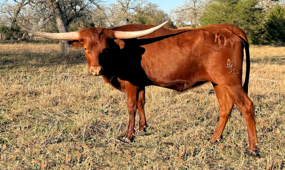 Texas Longhorn heifer - Nel-Tam Cinnabon