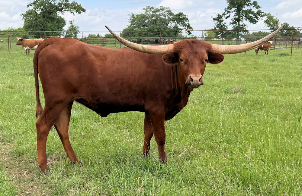 Texas Longhorn heifer - Nel-Tam Cinnabon