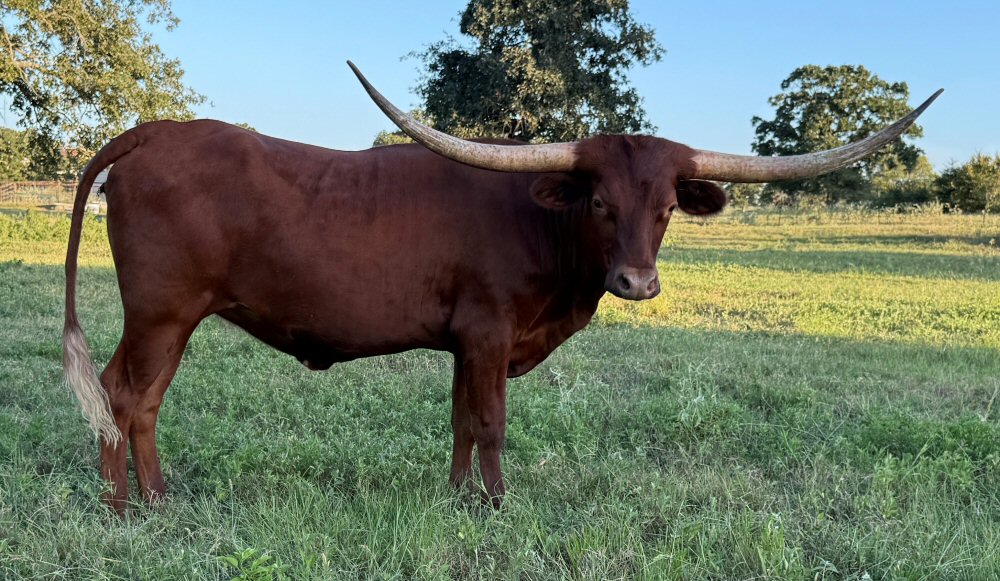 Texas Longhorn heifer - Nel-Tam Cinnabon