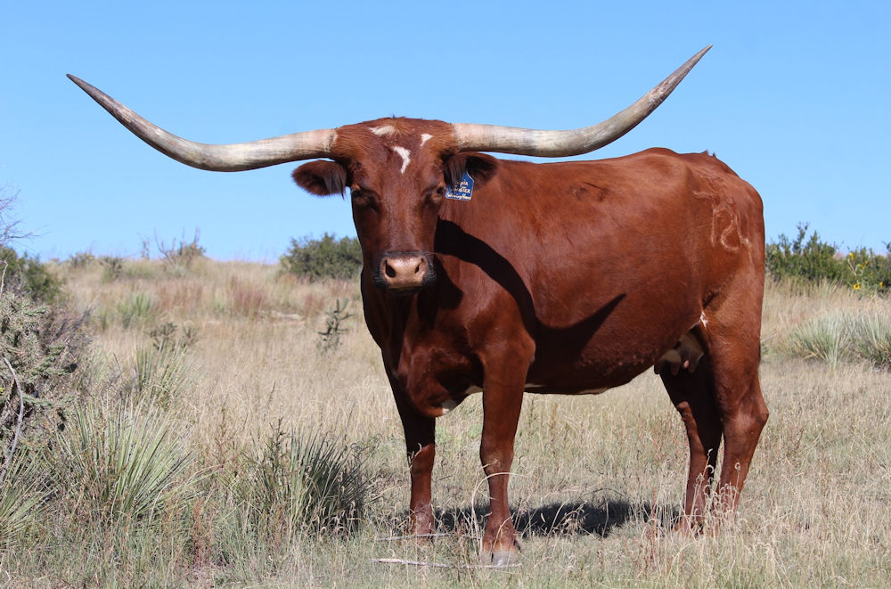 Texas Longhorn Brood Cow - TCC Utopias Twister