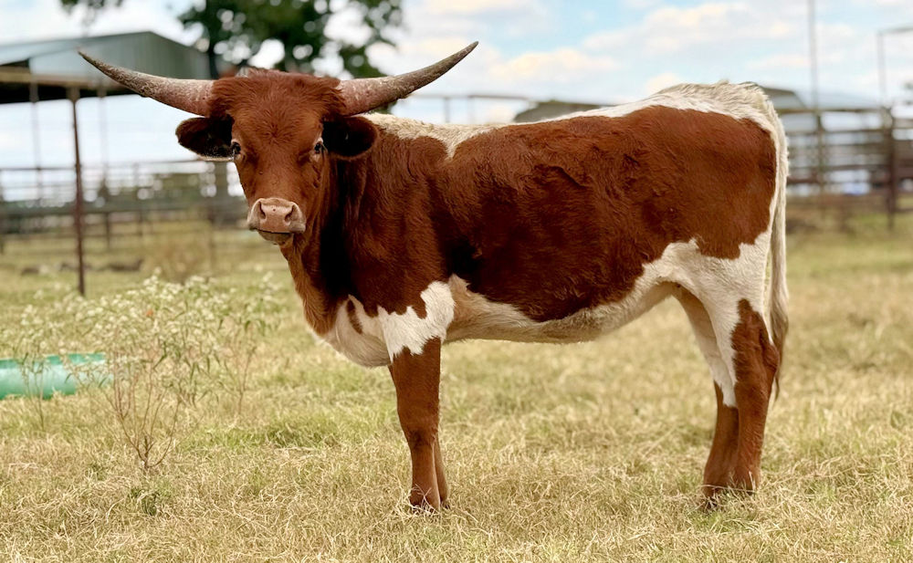 Texas Longhorn heifer - Tuff Utopia