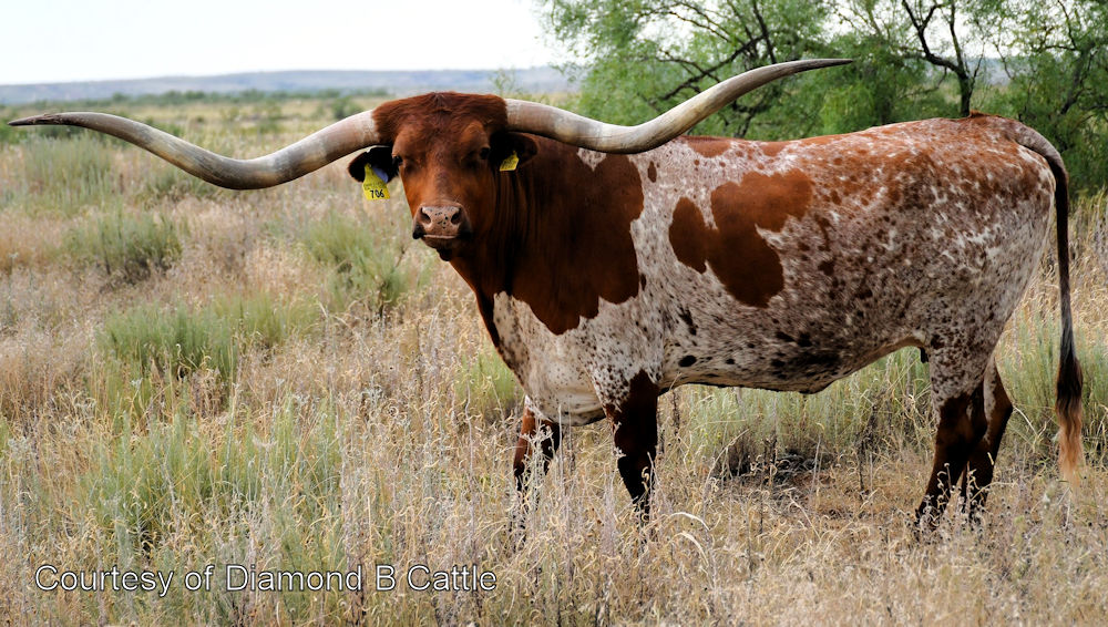 Texas Longhorn brood cow - Dragon Fire