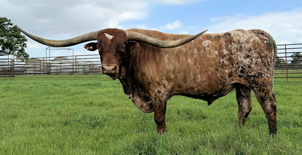 Texas Longhorn Herd sire - Lag Fire