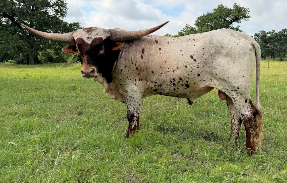 Texas Longhorn herd sire - Cut Quick
