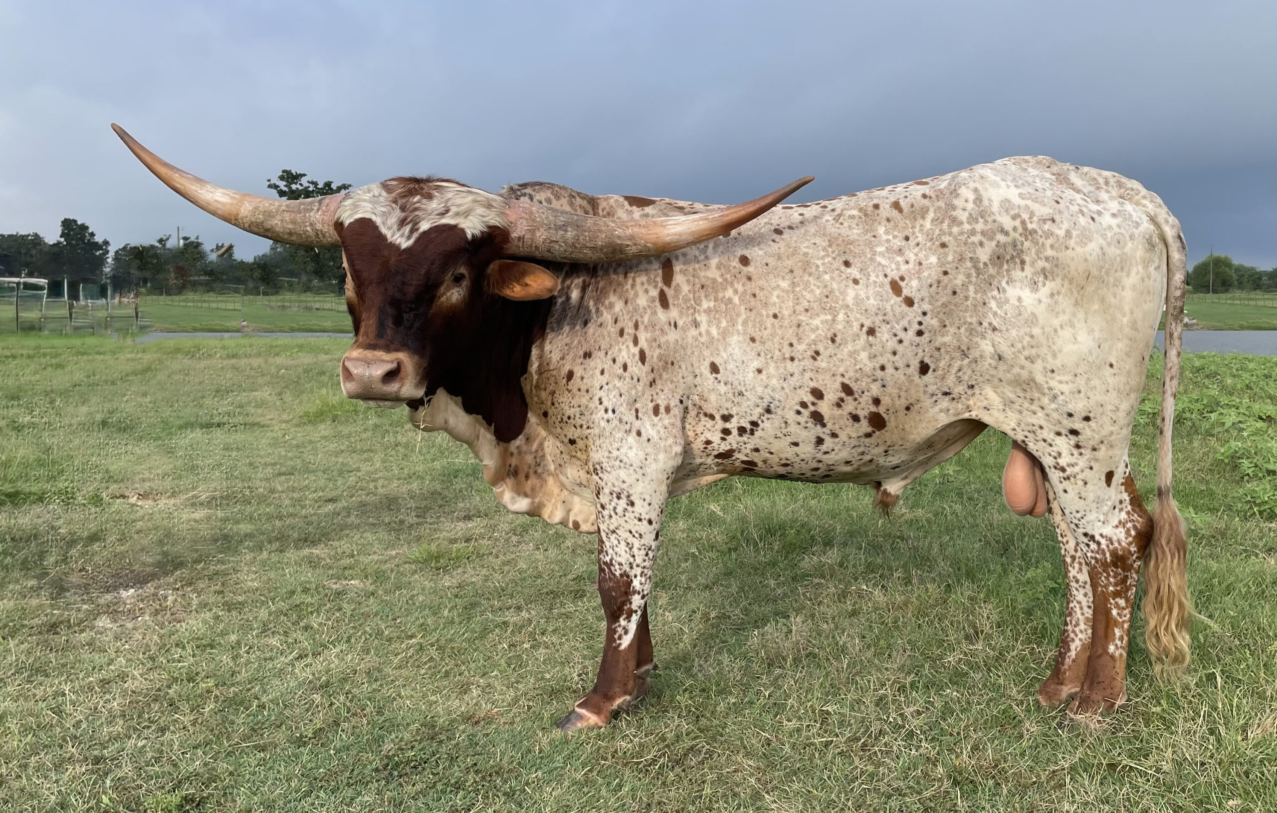 Texas Longhorn herd sire - Cut Quick