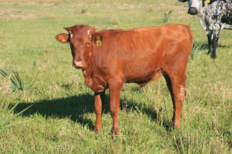 Texas Longhorn heifer - Golden Tantrum