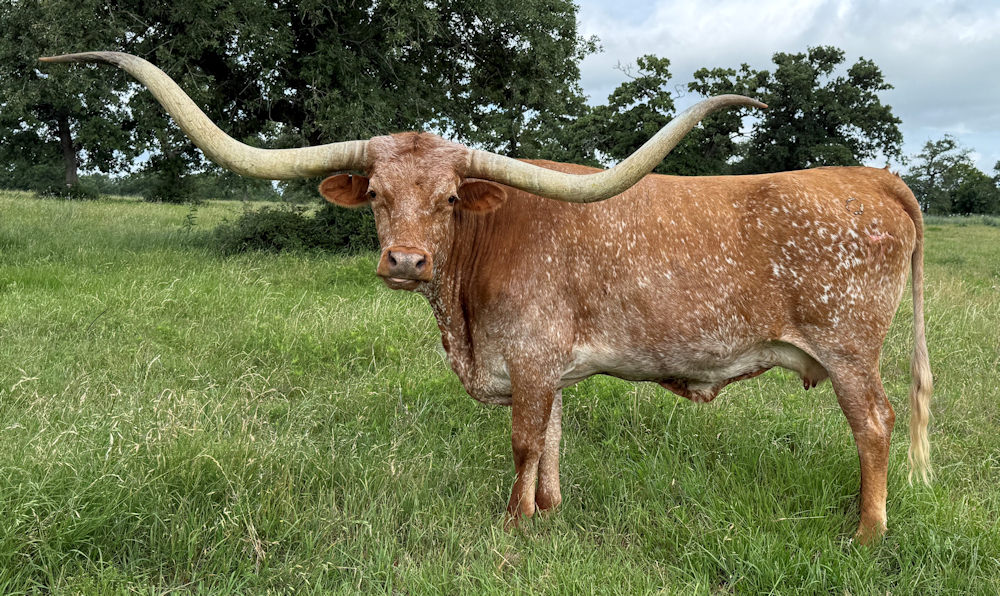 Texas Longhorn cow - GVR Dusty