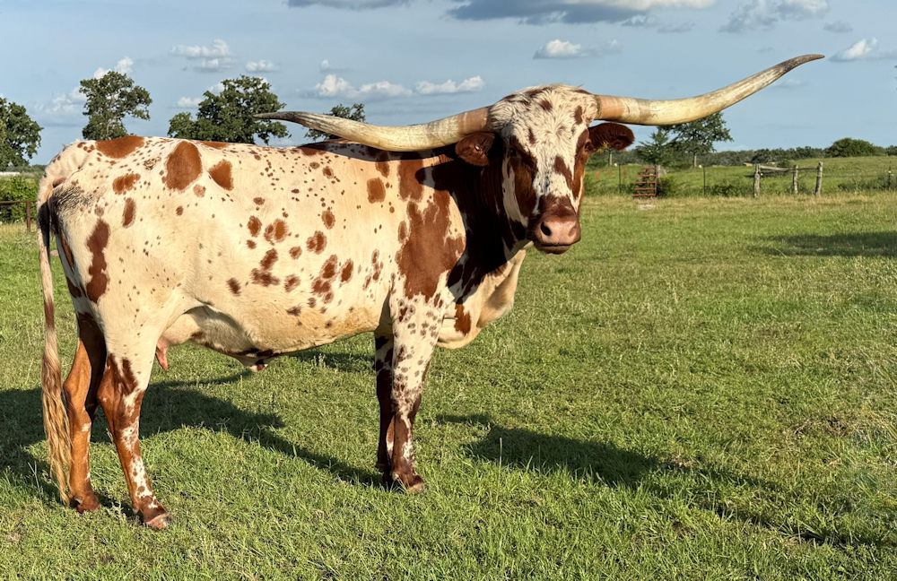 Texas Longhorn brood cow - Golden Vana