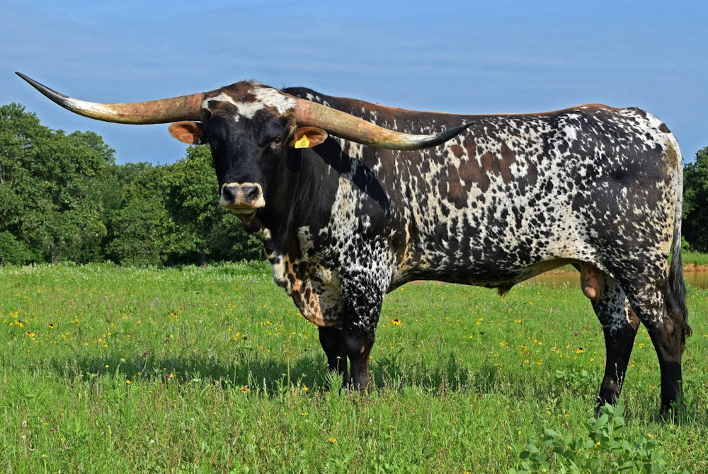 Texas Longhorn Herd Sire - Jet Lag