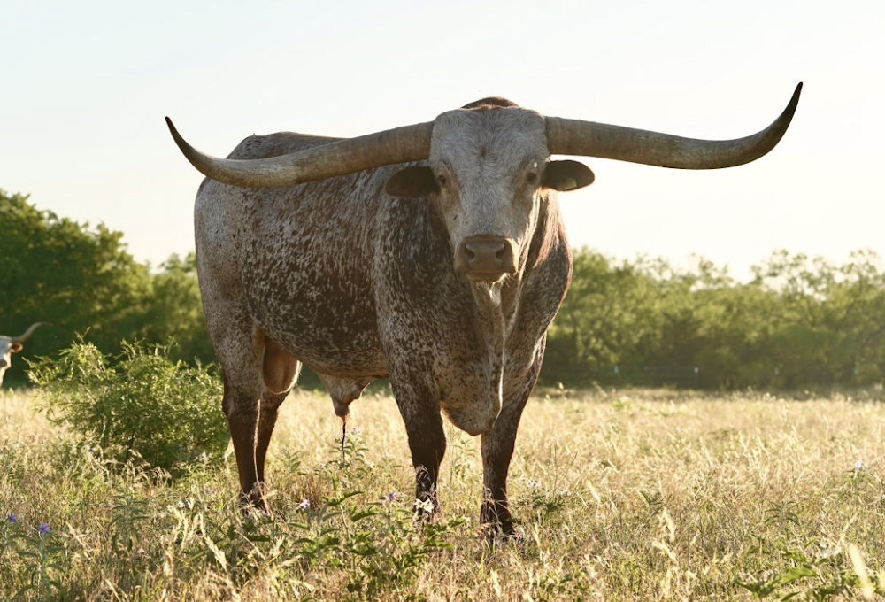 Texas Longhorn Herd Sire - M Arrow High Caliber