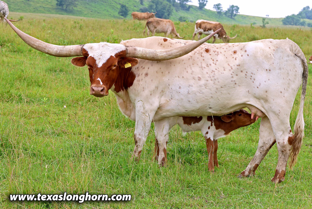 Precious Mark - Texas Longhorn cow