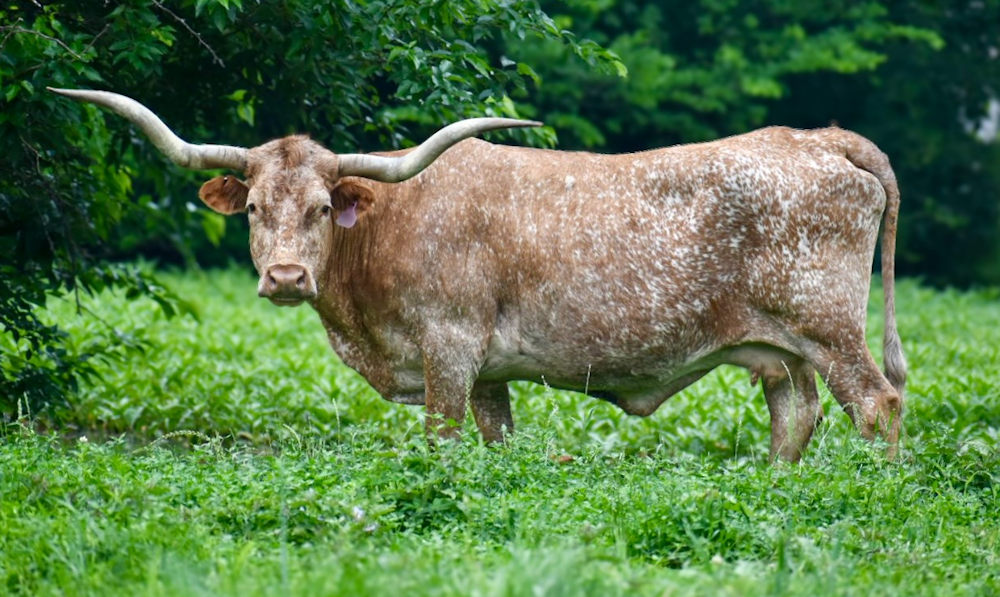 Texas Longhorn Brood cow - Snowflake 214