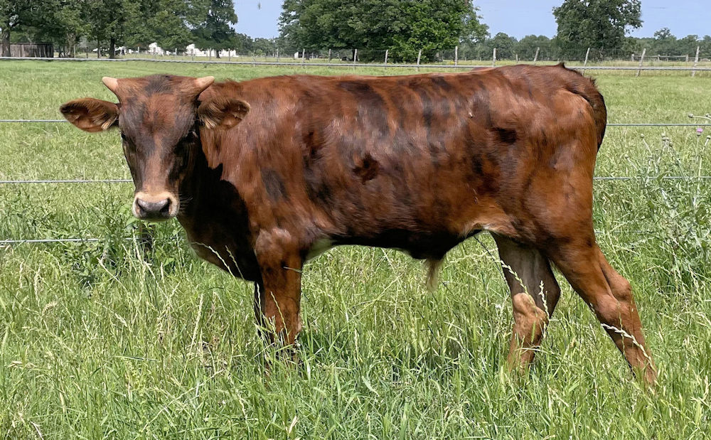 Texas Longhorn bull calf - Star Navigator