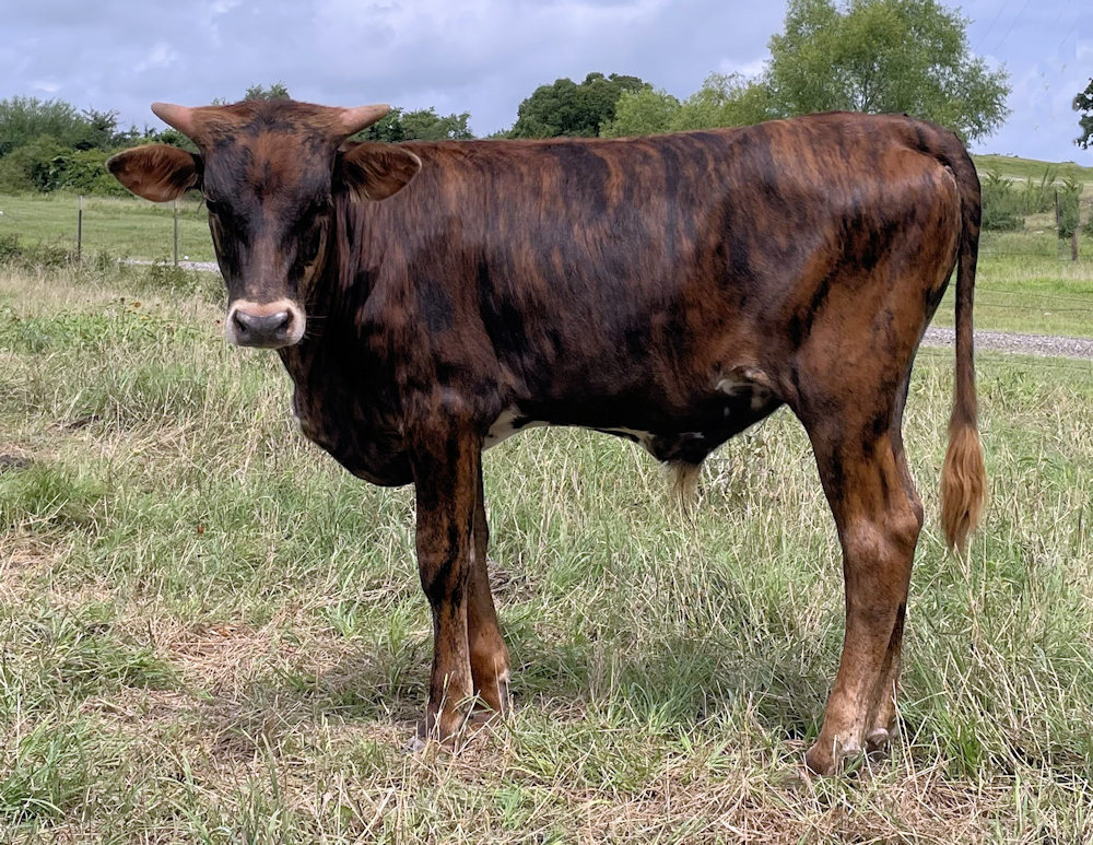 Texas Longhorn bull calf - Star Navigator
