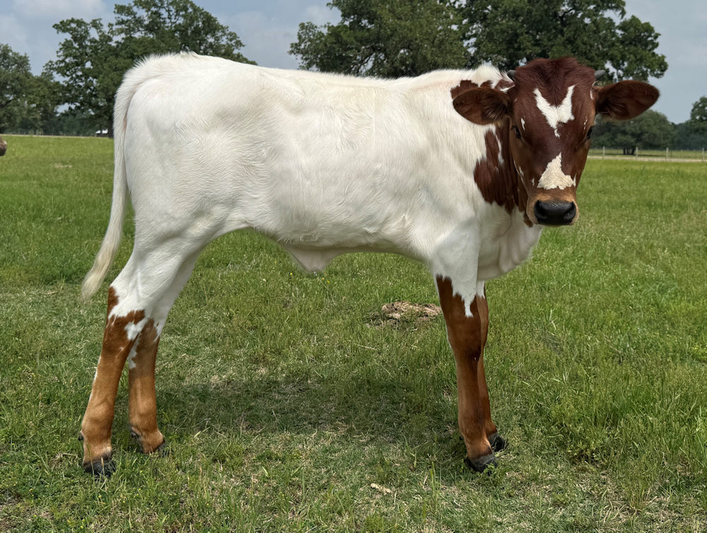 Texas Longhorn heifer calf - Timeless Tiara Star