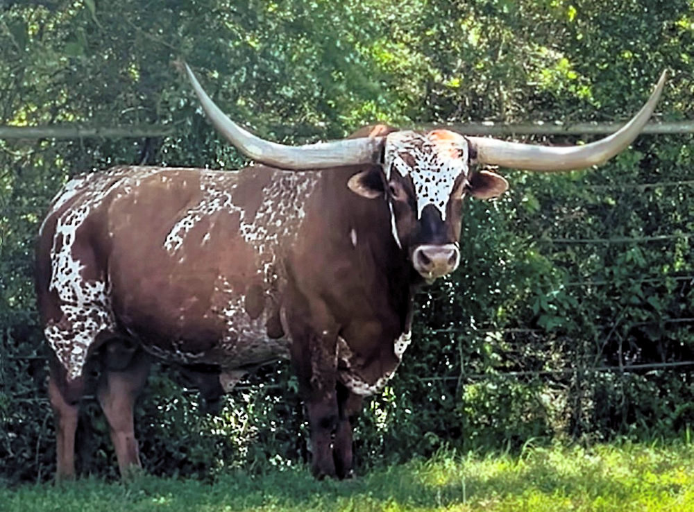 Texas Longhorn herd sire - Vandelay