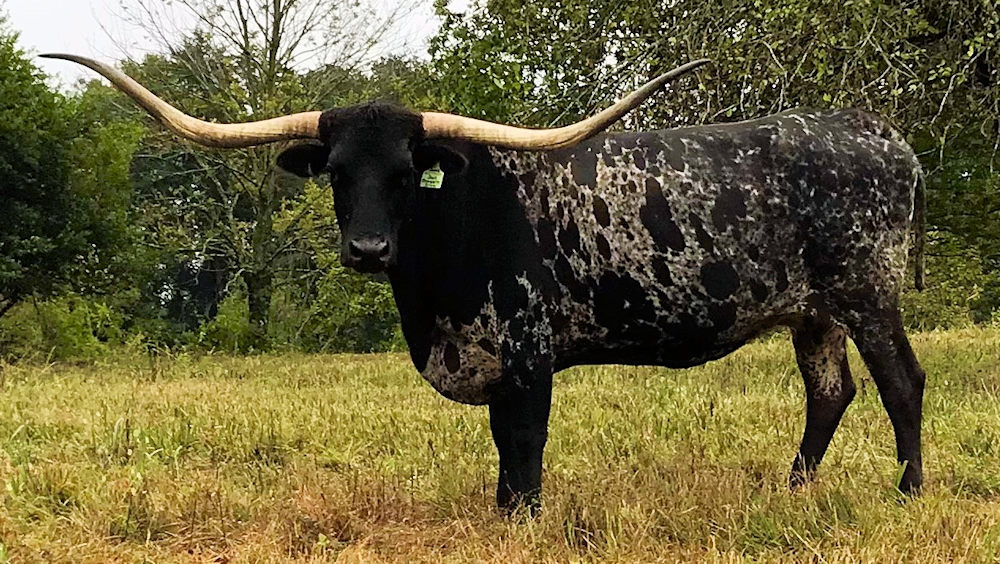 Texas Longhorn brood cow - Just Dragging Iron