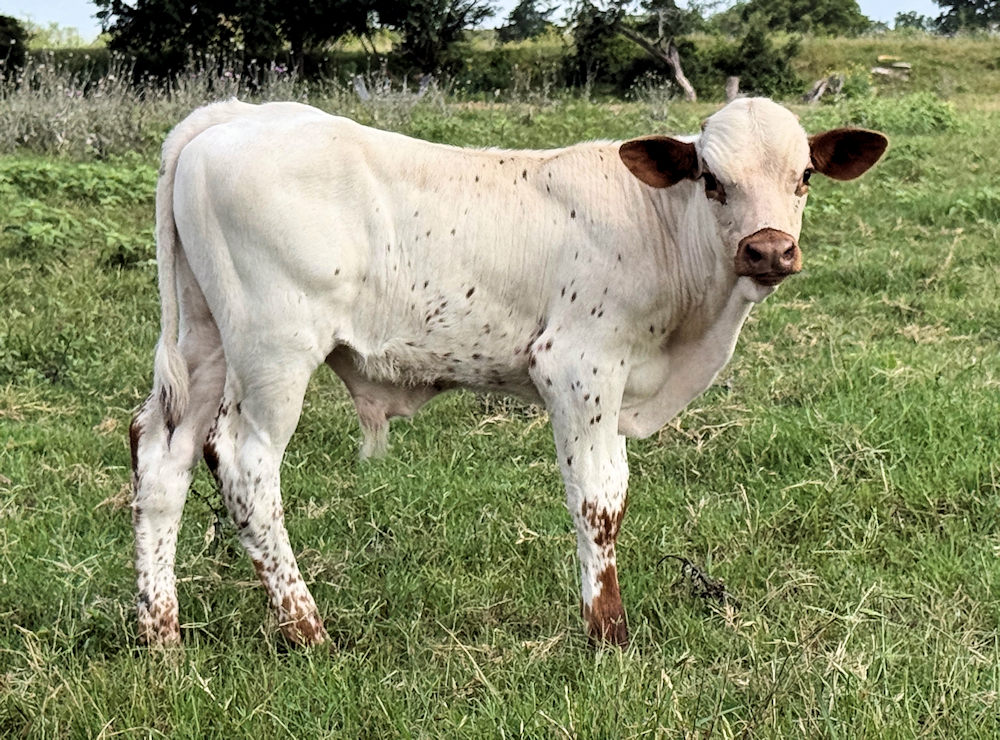 Texas Longhorn bull calf - Star-Sky 'N Hutch